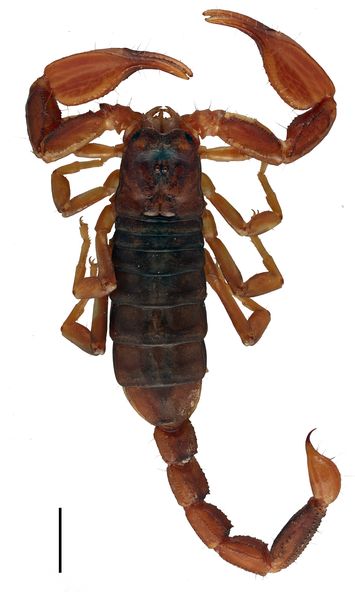 Vorschaubild Hemiscorpius somalicus Lourenço, 2011